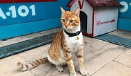 Sadece Erkeklere ve Köpeklere Saldırarak Fenomen Olan Kedinin Artık Bir Yuvası ve Adı Var: Bıcır