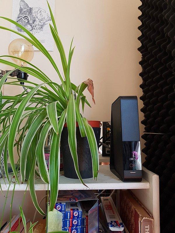 5. Wi-Fi kutusunun yakınında büyüyemeyen bitki: