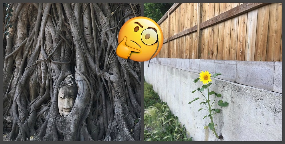 Когда флора и фауна вокруг нас живут своей жизнью: 20 удивительных фото о природе, незнающей границ