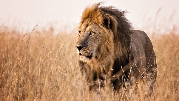 1. Какая Западно-Африканская страна пролегает между Ганой и Народной Республикой Бенин?