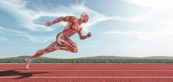 8. Где в человеческом теле расположена лучевая кость?