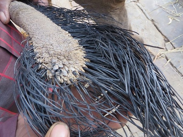 8. Хвост слона вблизи