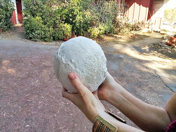 21. «Одна из наших лошадей заболела. Это камень, который ветеринар вытащил из ее мочевого пузыря»