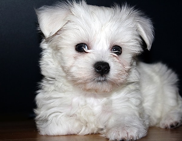 6. Что за симпатяга?