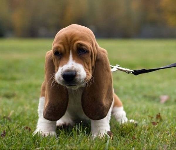 7. Какой породы щенок?