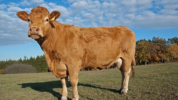 1. Как называется психическое расстройство, при котором человек считает себя коровой или быком?