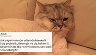 Minnoş Kedisinin Fotoğrafını ‘Bilmediğim Bir Şey Söyleyin’ Diyerek Paylaşan Fenomene Gelen Bilgi Dolu 22 Cevap