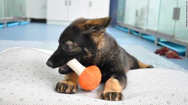 Dünyanın ilk klon polis köpeğinin, görev başına geçmesi için eğitimlerine başlandı.