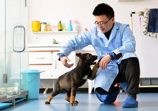 Kunxun sayesinde polis köpeklerinin eğitilmesinde kullanılan masrafların azalacağı düşünülüyor.