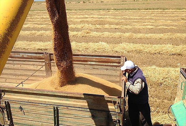 "Mevcut durum sürerse 2050'ye kadar tahıl üretiminin yüzde 40'ı risk altına girecek"