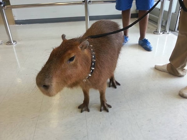 9. Этого парня тоже привели на поводке