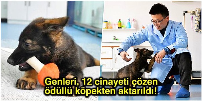 Köpeklerin Sherlock Holmes'u Olacak! Çin, Dünya'nın İlk Klon Polis Köpeğinin Eğitimlerine Başladı