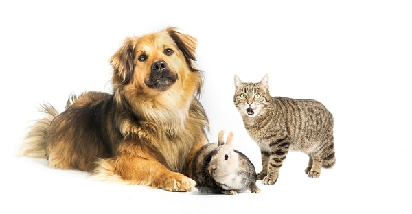 7. Выберите идеального, на ваш взгляд, домашнего питомца: