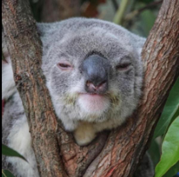 Anksiyetik_Koala