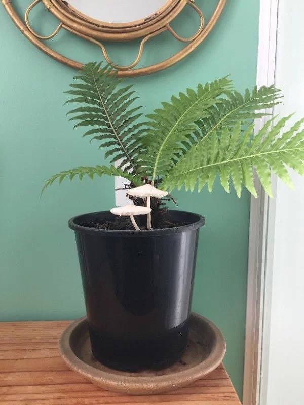 6. Мой папоротник подселил к себе парочку друзей