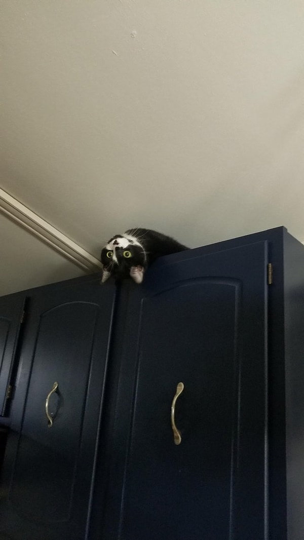 5. "Это любимое место моего кота. Оттуда он наблюдает, что дома все в порядке"