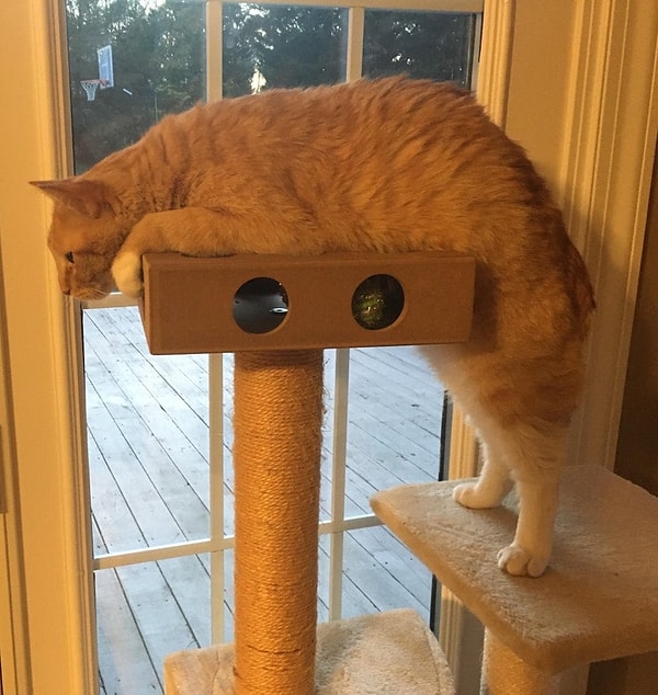 8. И этому коту тоже