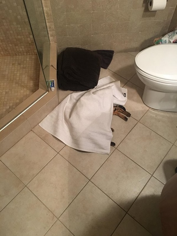 11. "У нас в ванной пол с подогревом. Кот нашел себе хорошее место для сна"