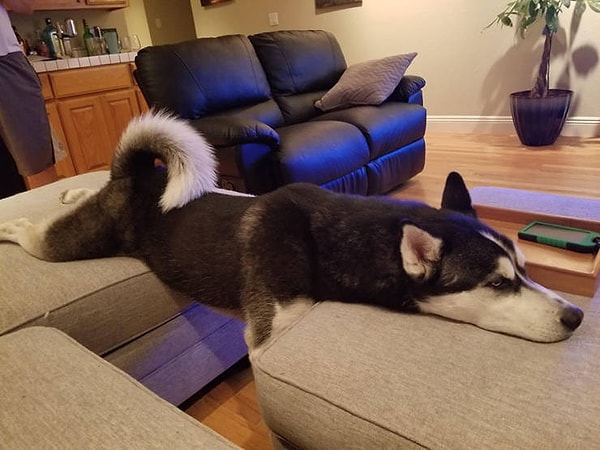 3. Тяжелые собачьи будни