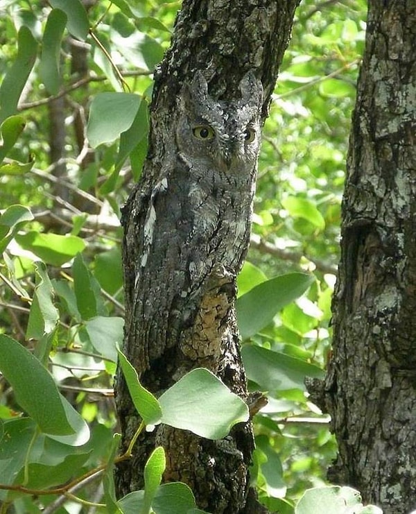 13. Если бы не глаза...