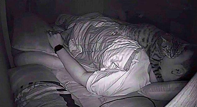 Böylece kediler, gündüz saatlerinde (aynı bizler gibi) uyanık oluyor. Fakat bazı kediler geceleri, fotoğrafta gördüğünüz gibi, en az iki kez uyanıyorlar.