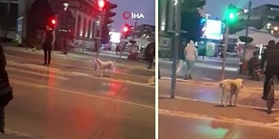 İnsanlar Kırmızı Işığa Aldırmadan Geçerken, Yolun Karşısına Geçmek İçin Yeşil Yanmasını Bekleyen Köpek
