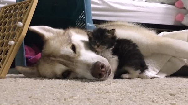 12. Кто выдвинул это предложение: «Ребята, давайте жить дружно!»?