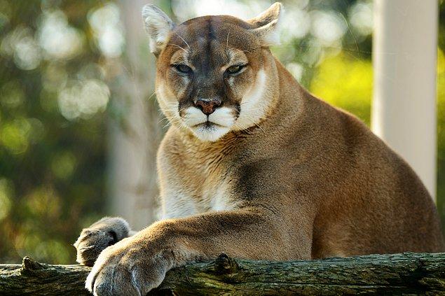 8. Pumaların boyutu ekvatordan kutuplara gidildikçe büyür.