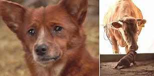 Annesi Gibi Gördüğü İnek Satılınca Gözyaşlarına Hakim Olamayan Köpeğin Yürekleri Dağlayan Görüntüleri!
