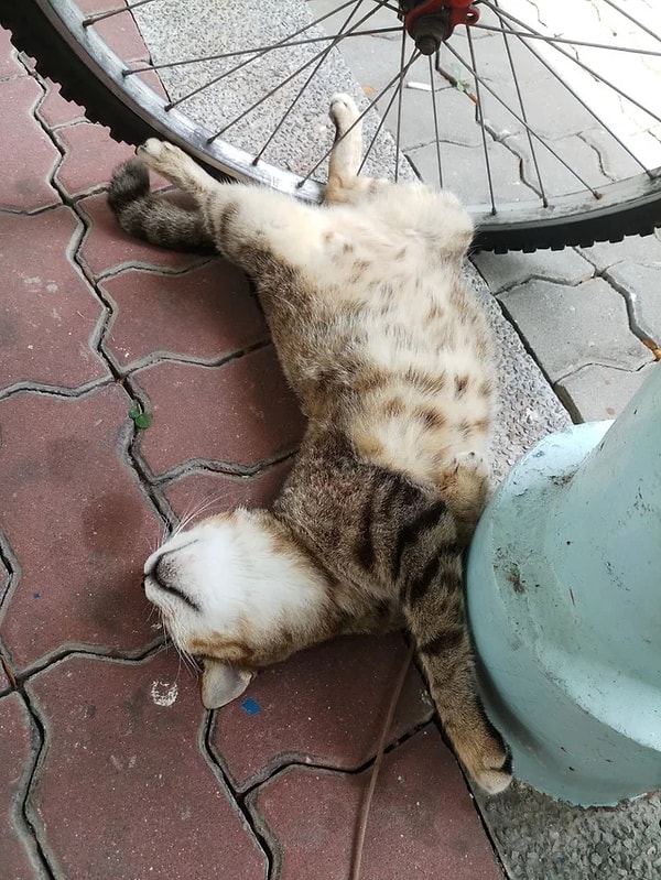 20. Вырубился