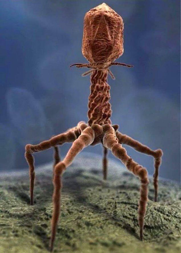 20. Bir virüsün mikroskop altındaki görüntüsü.