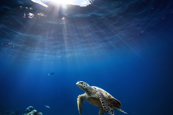 Ваше животное альтер-эго - морская черепаха, а смесь эфирных масел - иланг-иланг+апельсин+мандарин+пачули+голубая пижма