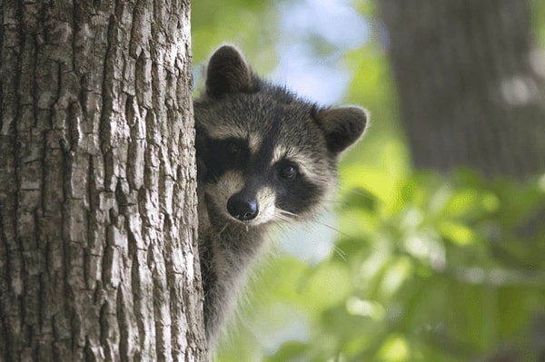 Ваше животное альтер-эго - енот, а эфирное масло - мускатный орех