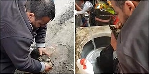 Baygın Köpeğe Suni Teneffüs ve Kalp Masajı Yaptı: Sosyal Medyada 'Kahraman' İlan Edildi