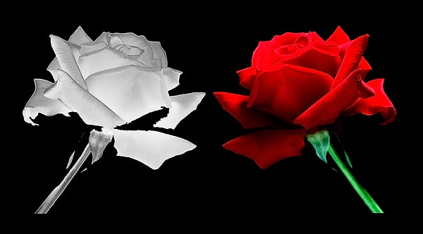 12. В какой стране во второй половине 15 века была война Алой и Белой розы?