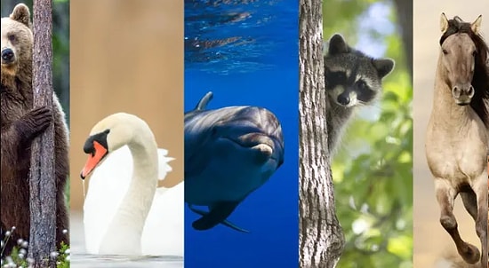 Тест: Узнайте свое животное альтер-эго (бонус: и эфирное масло, которое вам подходит)