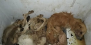 Belediye 'Soğuk Hava Dolabı' Dedi: Seferihisar Hayvan Barınağı'ndaki Ölü Köpekler Tepkilere Neden Oldu