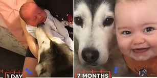 Doğduğu İlk Günden 1 Yaşına Kadar Beraber Büyüdüğü Köpekle Sevimlilik Patlaması Yaşayan Ufaklık