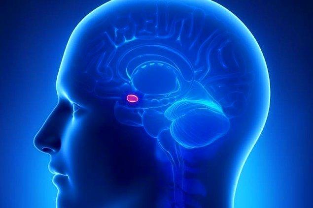 Hakkında onlarca fikir üretilen, bazıları komplo teorisi seviyesine bile ulaşan epifiz bezi beyindeki küçük bir endokrin-içsalgı bezi.