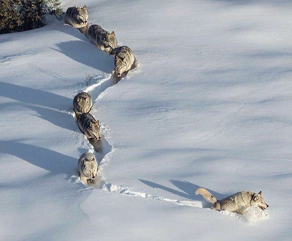 Открыватель