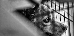 Köpeğe Tecavüz ve Tartışma Yaratan Uzlaşma: 25 Paket Mama