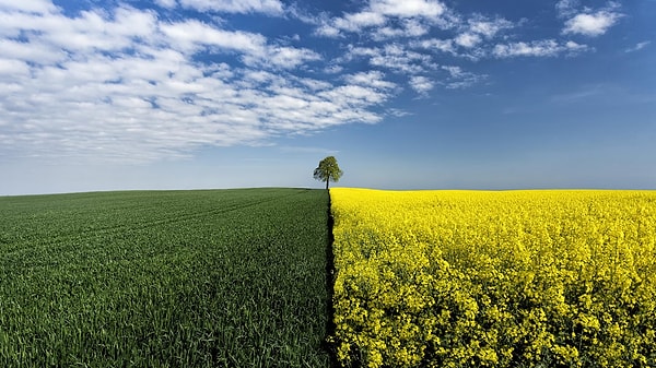 8. С какой из этих стран не граничит Россия?