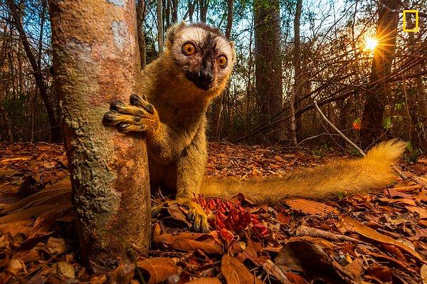 2. Kırmızı önlü kahverengi lemur, Madagaskar