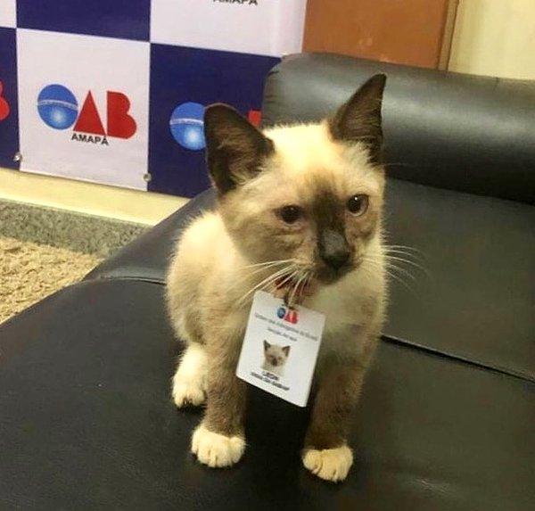 9. "Bu küçük kedi yağmurlu bir günde, Brezilya Avukatlar Derneği'ne geldi. Onu sadece içeri alıp beslemediler aynı zamanda onurlu bir çalışan olarak kabul ettiler. Adı Leon."