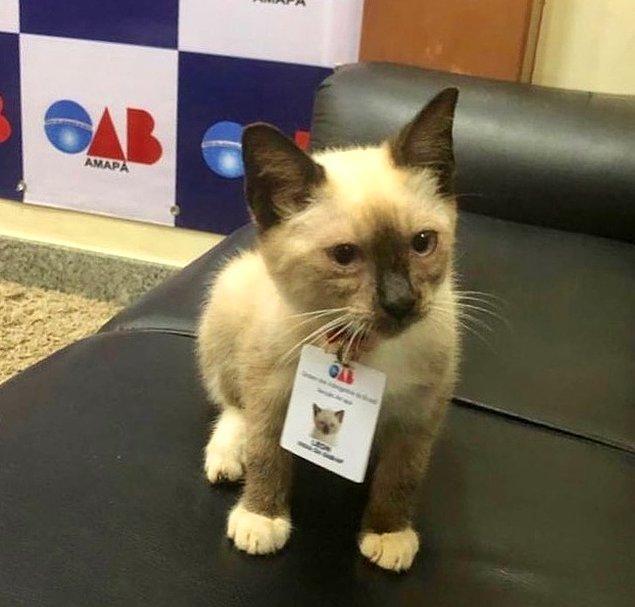 9. "Bu küçük kedi yağmurlu bir günde, Brezilya Avukatlar Derneği'ne geldi. Onu sadece içeri alıp beslemediler aynı zamanda onurlu bir çalışan olarak kabul ettiler. Adı Leon."