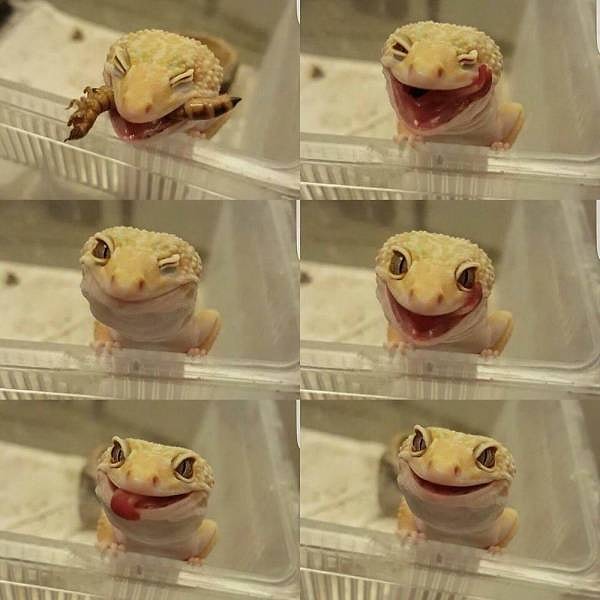 10. Нельзя быть таким милым 😍