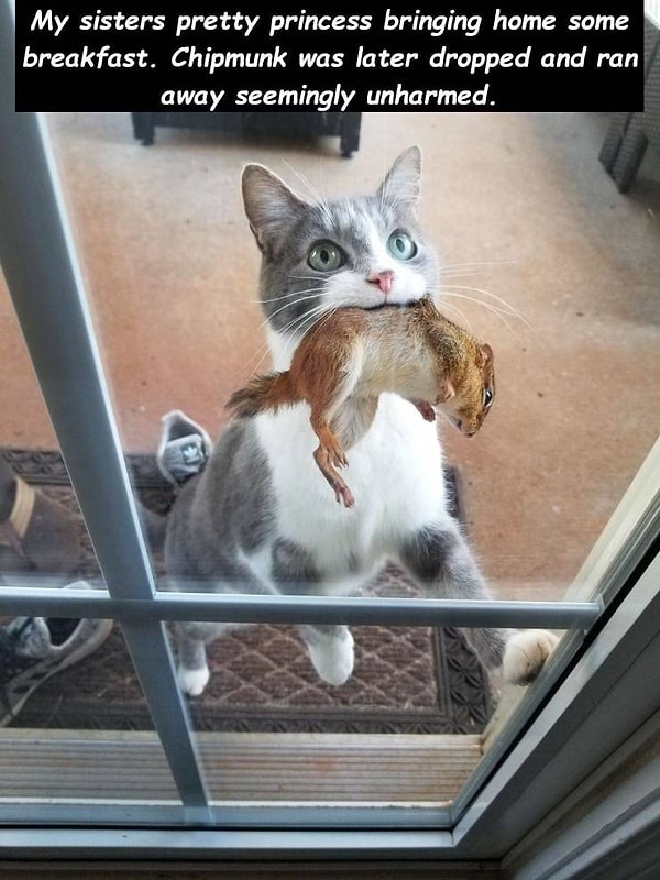 26. "Милая принцесса моей сестры приносит домой завтрак. Бурундучок был благополучно уронен и отпущен в целости и сохранности"