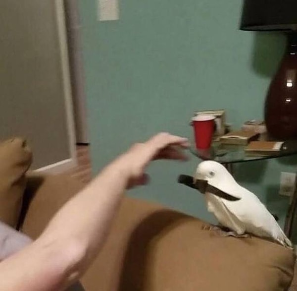 28. Кормите питомцев вовремя!