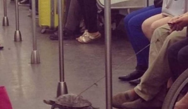 6. Черепаху надо выгуливать