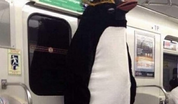 9. Ты с Арктики к нам, друг?